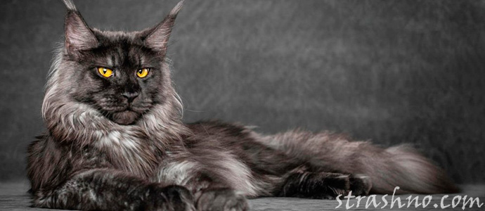 мистическая история про кота Мейн кун