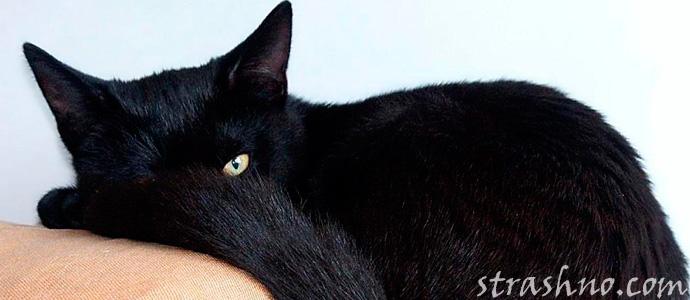 мистика черного кота