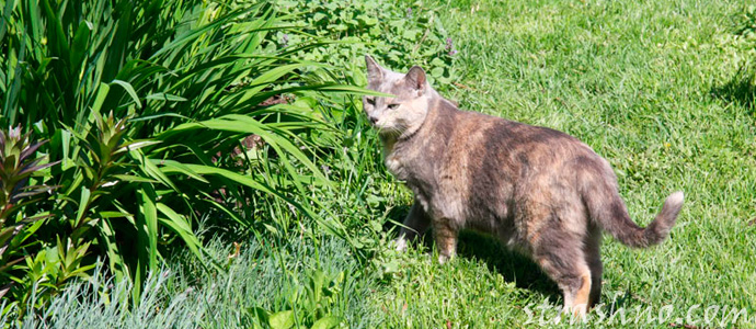 прощание кошки