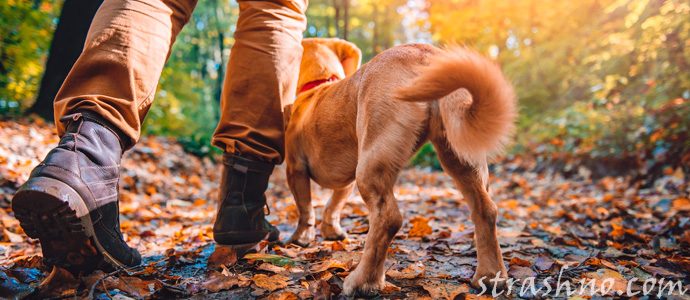 мистическая прогулка с собакой