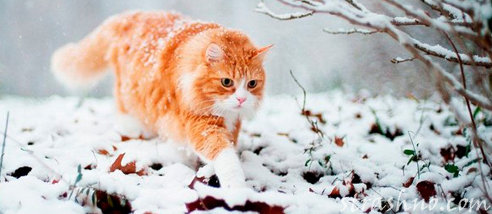 сбежавший кот нашел свой дом