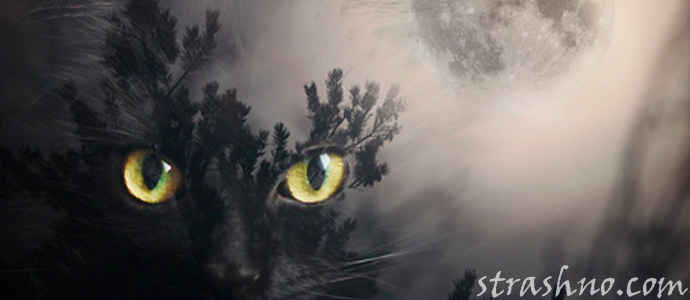 глаза черной кошки