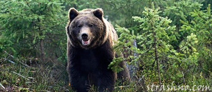 медведь на Камчатке