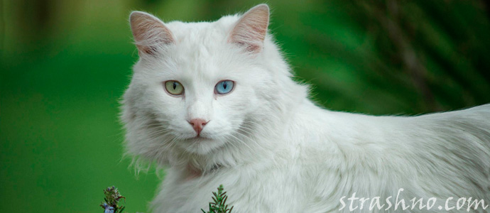 кот альбинос