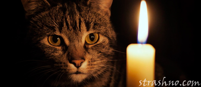 Кот смотрит на свечу
