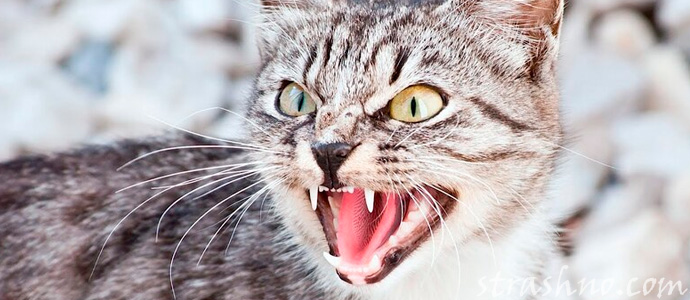 шипящая кошка