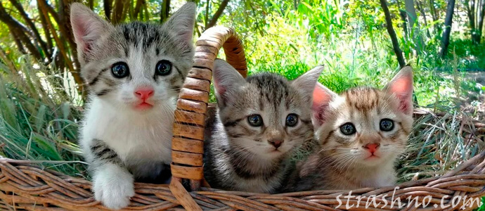 мистика с кошками