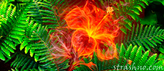 цвет папоротника на Ивана Купала