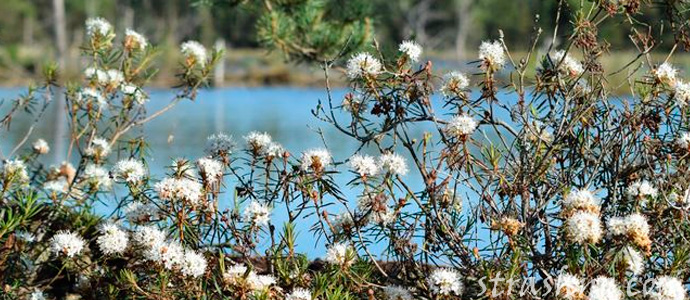 болотный багульник