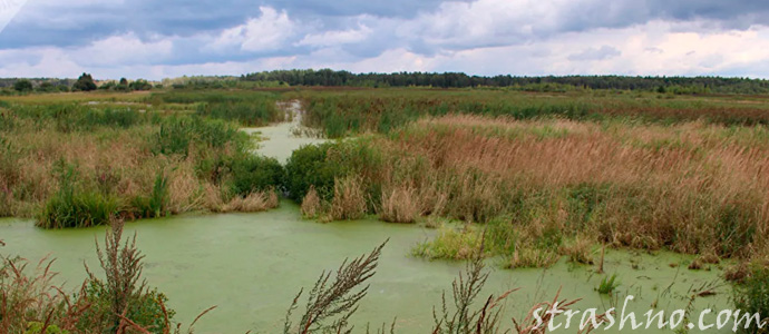 страшное болото