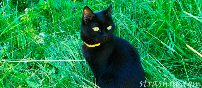черный кот ведьмы