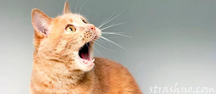 кот видит призраков