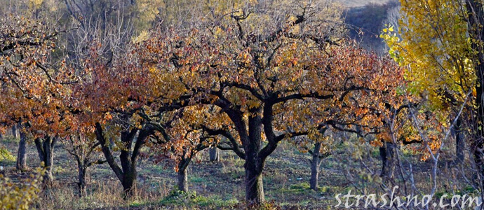 приснился заброшенный сад