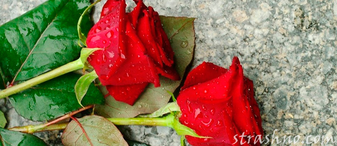 колдовство на цветы с кладбища