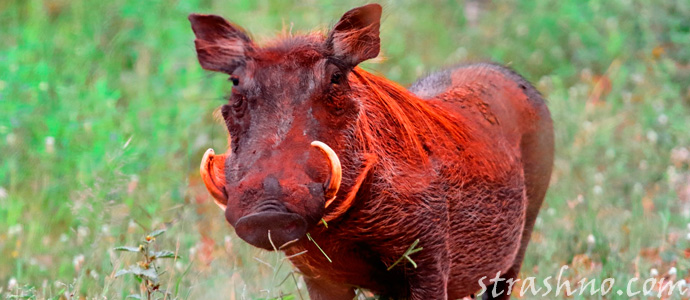 бородавочник