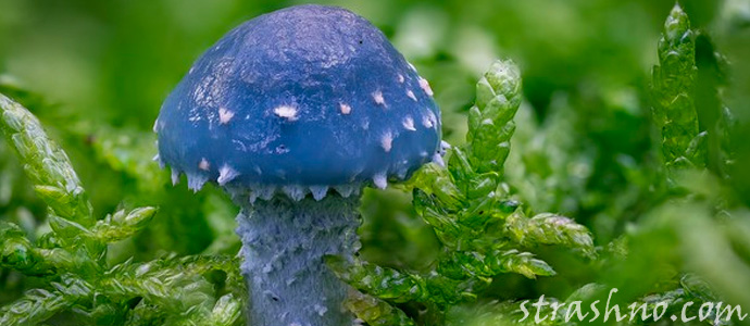 голубой гриб