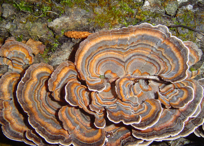 грибы растут на дереве