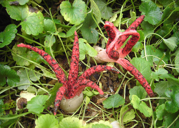 красный гриб