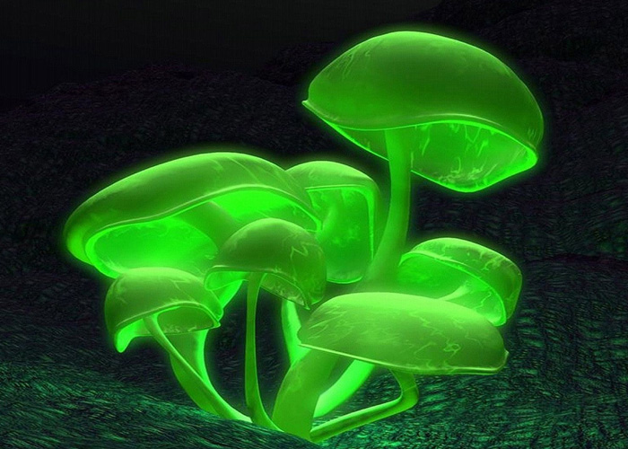 люминесцентный гриб