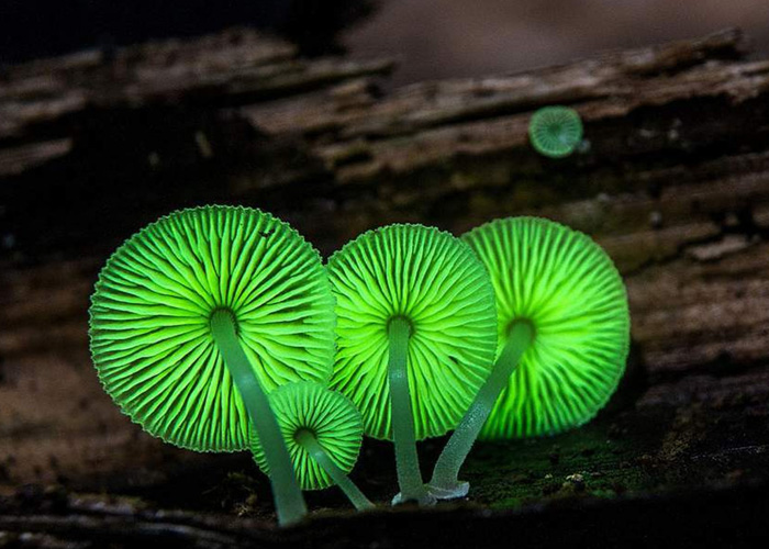 люминесцентные грибы
