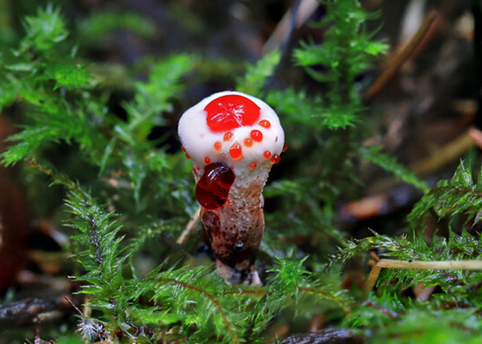 странный гриб в сухой листве