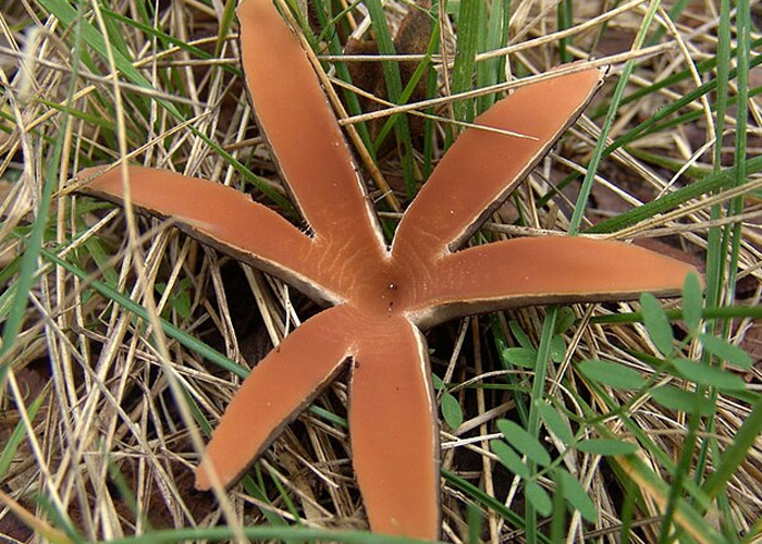 гриб сигара