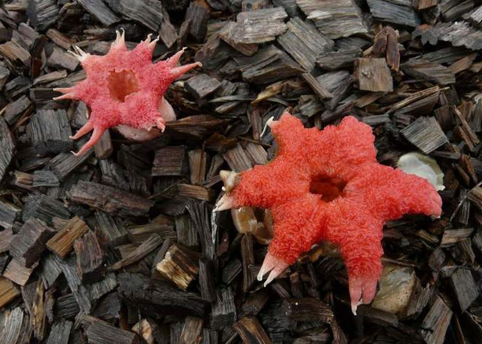 морской гриб