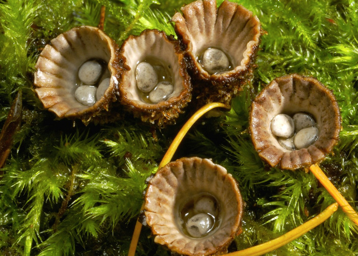 странные грибы