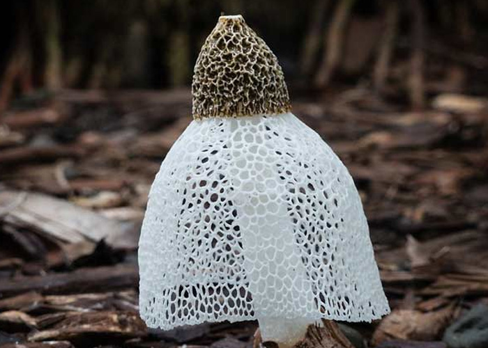 гриб с белой сеткой