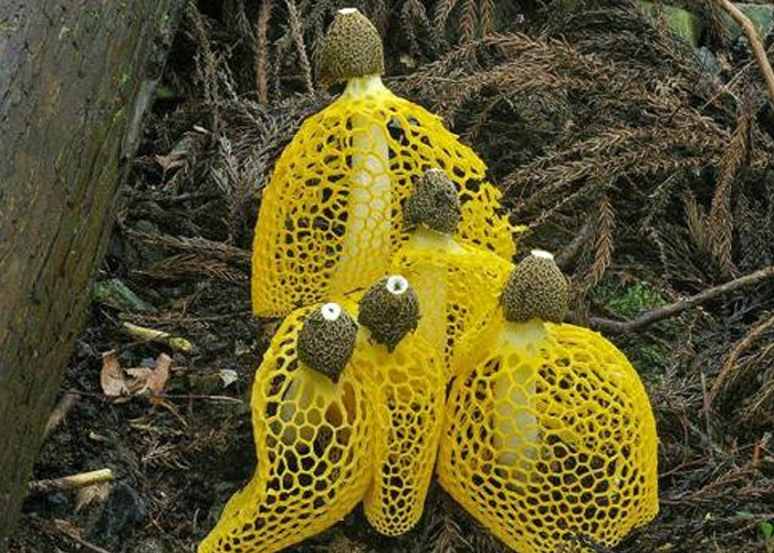 грибы с желтой сеткой