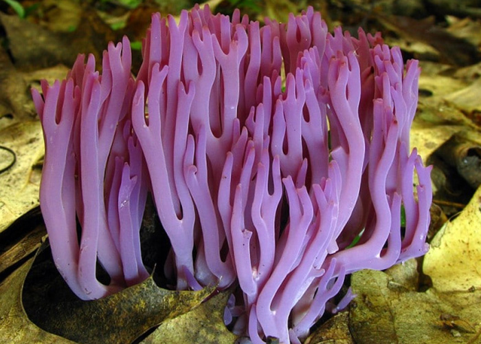 розовый гриб