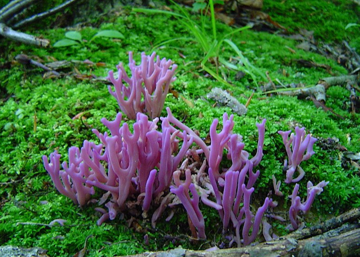 коралловые грибы