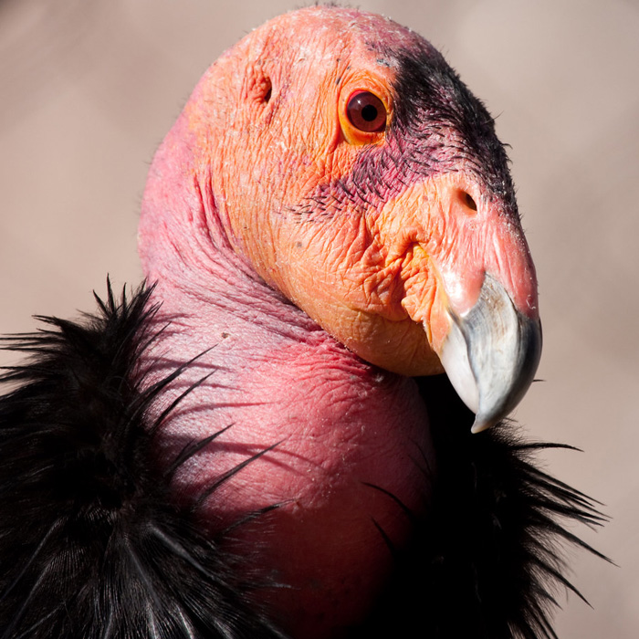 Калифорнийский кондор