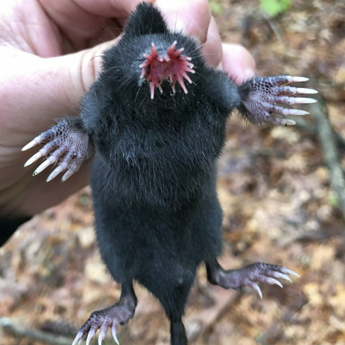 Звездоносный крот