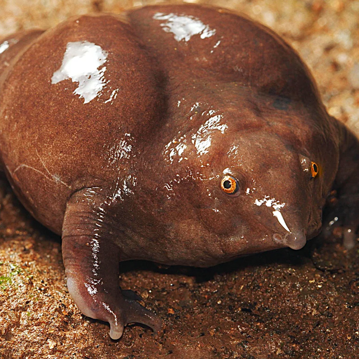 Пурпурная лягушка