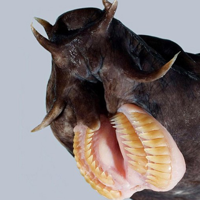 уродливая рыба