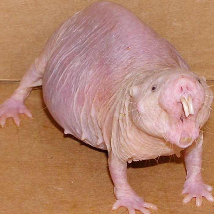 Голый землекоп