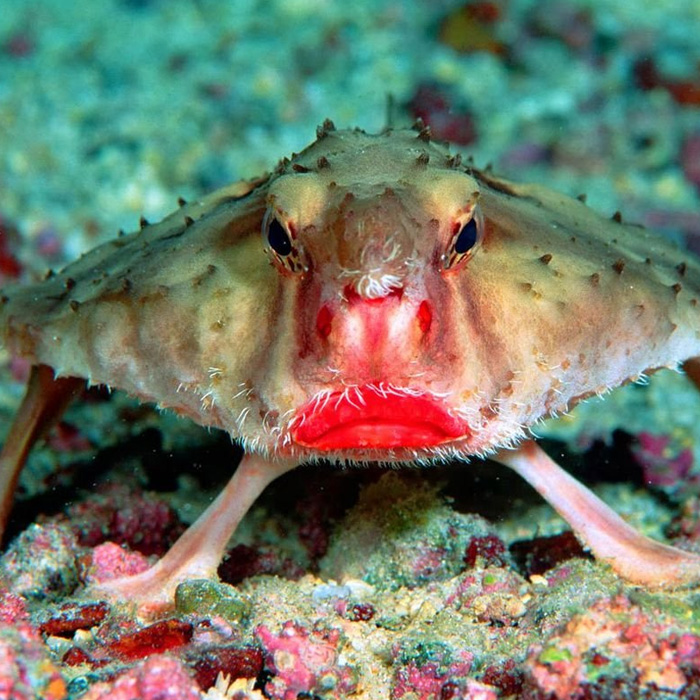 рыба Нетопырь Дарвина