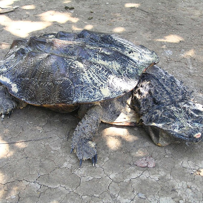 Бахромчатая черепаха