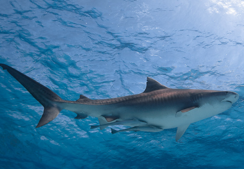 тигровая акула