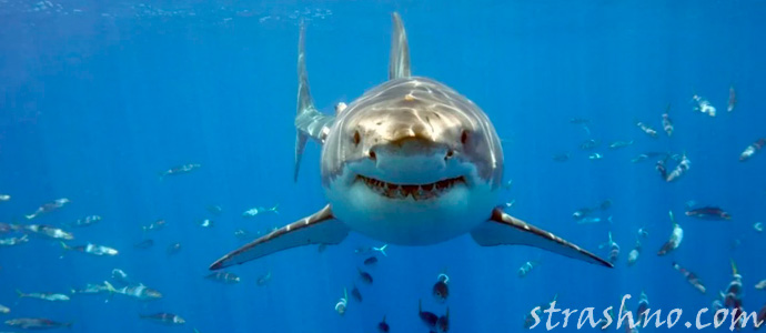 опасные акулы