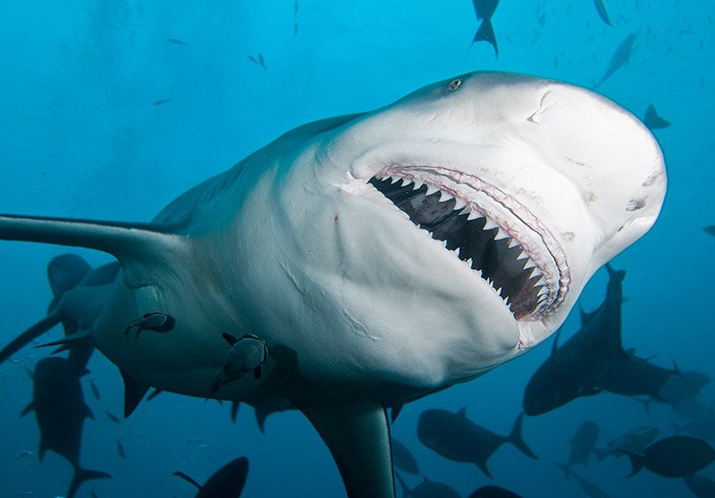 Тупорылая акула