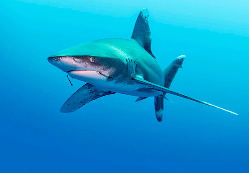 Длиннокрылая акула