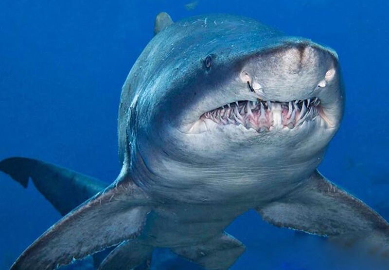 Акула-бык