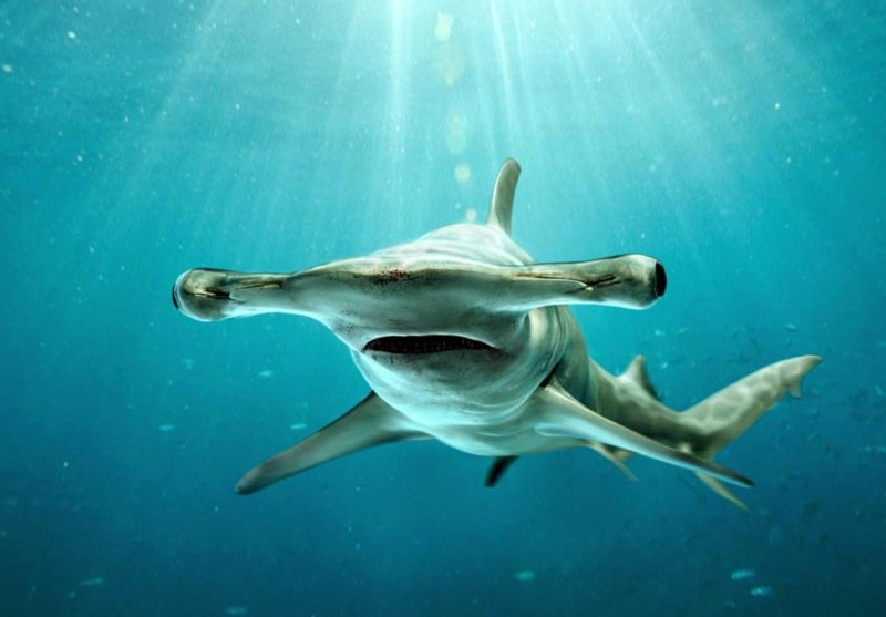 Акула молот