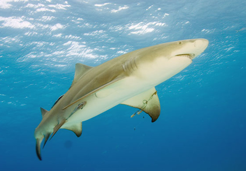 Лимонная акула