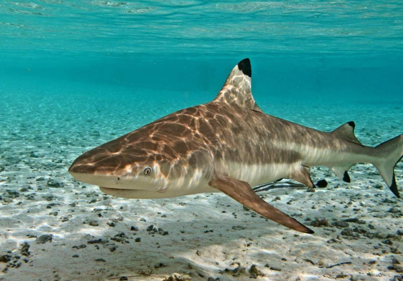 Рифовая акула