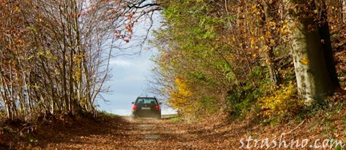 лесная мистика