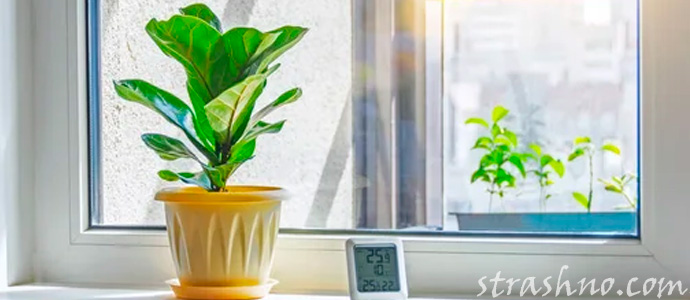 приснились комнатные цветы