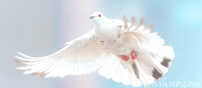 белый голубь